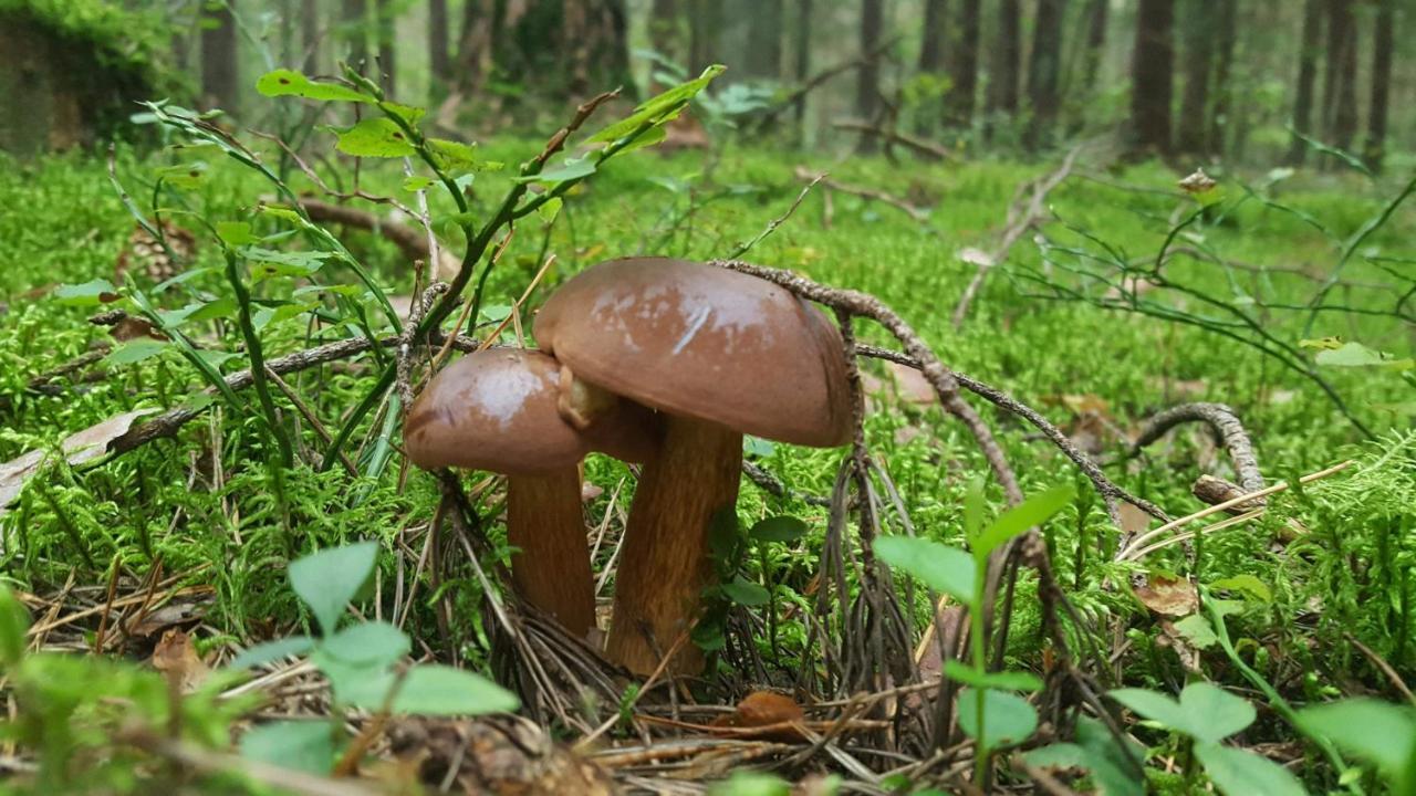 Przystanek Topilo Lozice Exteriör bild